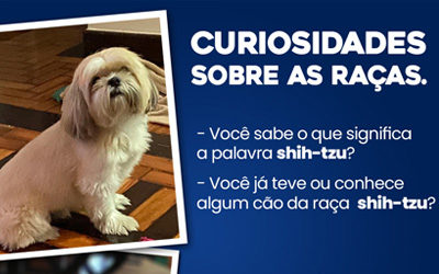 Curiosidades sobre as raças – Shih-Tzu