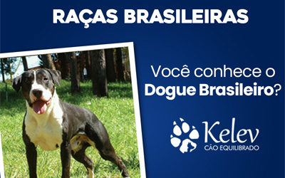 Raças Brasileiras – Você conhece o Dogue Brasileiro?