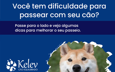 Você tem dificuldade para passear com seu cão?