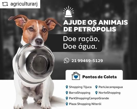 Ajude os animais de Petrópolis