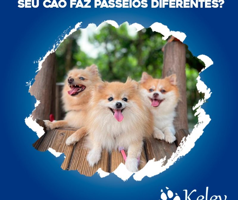 Seu cão faz passeios diferentes?