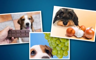 Alimentos que seu cão não deve comer