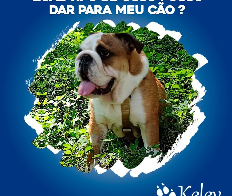 Qual tipo de osso posso dar para meu cão?